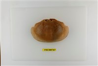 藏品(饅頭蟹)的圖片